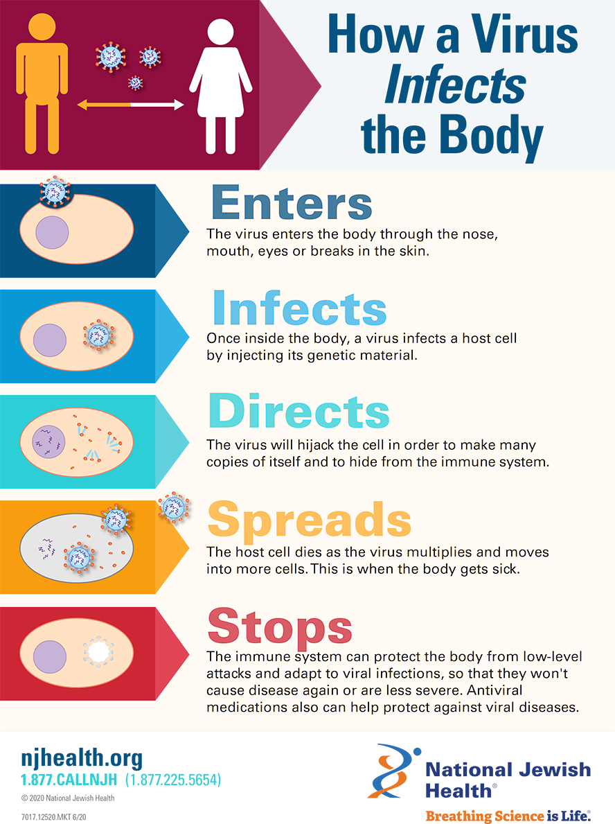 How a Virus Infects the Body